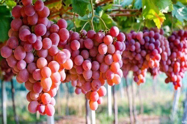کود گوگرد بنتونیت‌دار