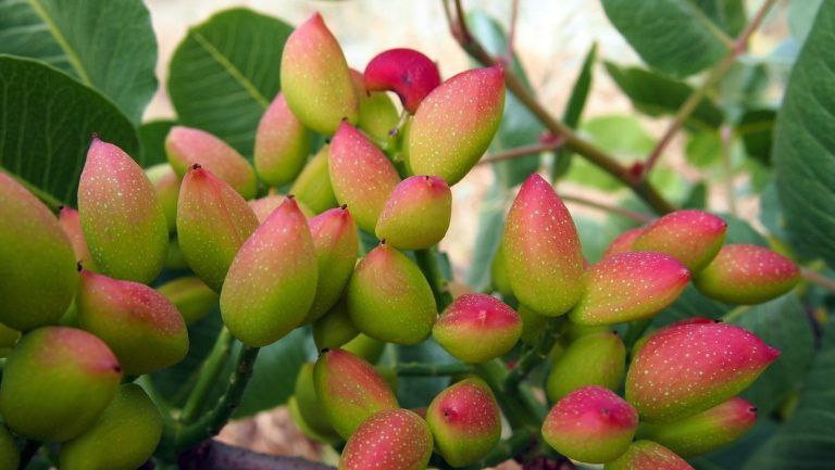 افزایش بهره‌وری باغات پسته