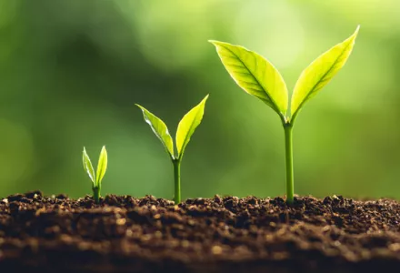 teaser-mediums-for-growing.jpg